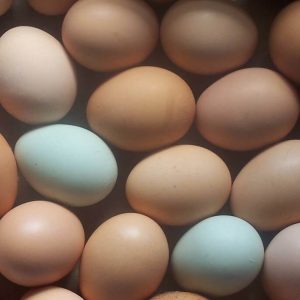 Eggs in bulk